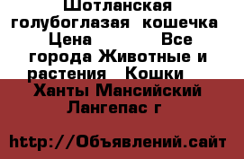 Шотланская голубоглазая  кошечка › Цена ­ 5 000 - Все города Животные и растения » Кошки   . Ханты-Мансийский,Лангепас г.